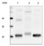 PetC | Rieske iron-sulfur protein of Cyt b6/f complex 